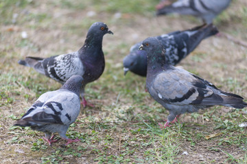wild pigeon looking for food on a green meadow, in the city during the day