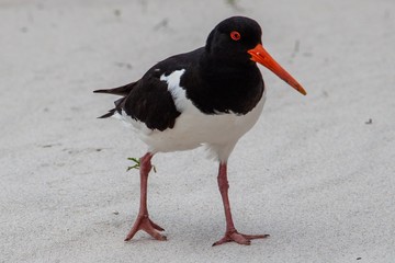 Lachmöwe