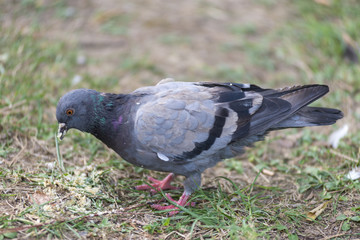 wild pigeon looking for food on a green meadow, in the city during the day