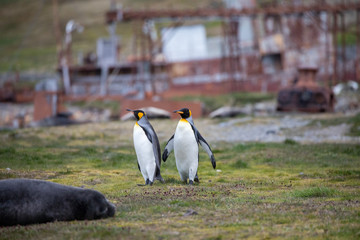 penguin in the arctic