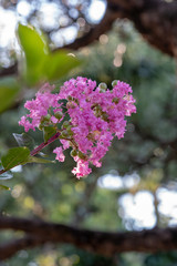 サルスベリの花
