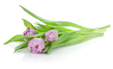 Pink tulips