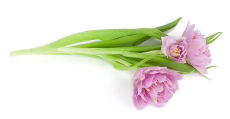 Fototapeta premium Lying pink tulips