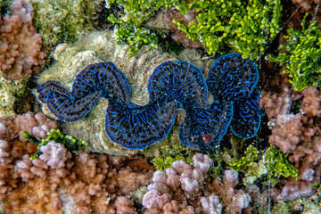 giant Tridacna clam in polynesia