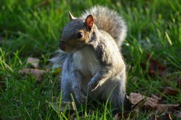 squirrel