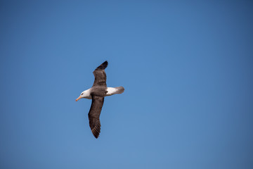 seagull in the sun in antarctica gull