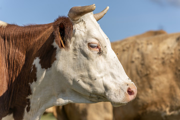Vaches dans un pâturage