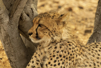 cheetah cubs