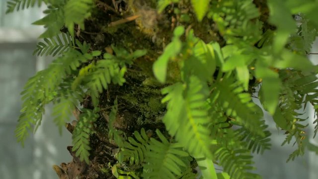 Moving up the trunk of small florida tree close up