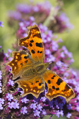 Comma (Polygonia C-Album) Butterfly on Verbena bonariensis