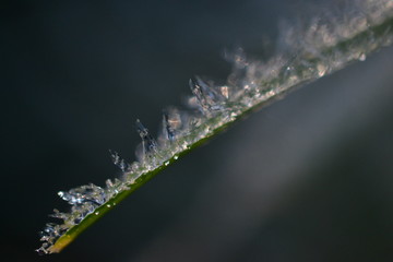 icicles on grass