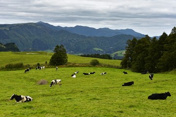 Azoren - Sao Miguel - Kühe