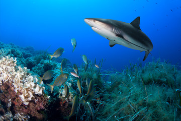 Fototapeta premium School of fish and shark