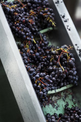 Harvest in a French winery near Bordeaux