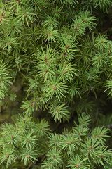 Dwarf Alberta Spruce