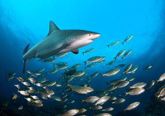 Obraz premium School of fish and shark