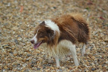 Wet dog