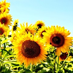 Obraz premium schöne sonnenblumen im herbst