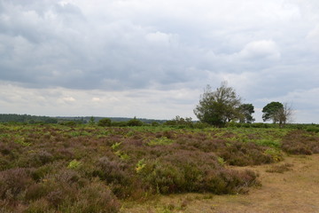 tree in field