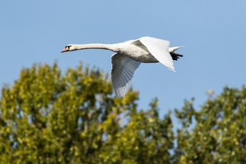 Höckerschwan im Flug über den Hermsdorfer See in Berlin 