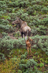 Moose cow and calf