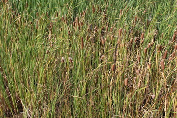 cattail marsh