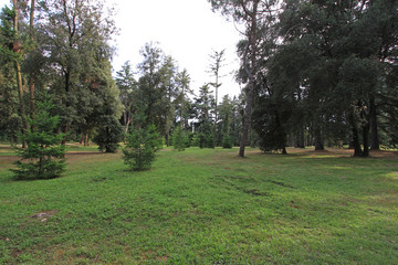 Obraz premium Pine Woods