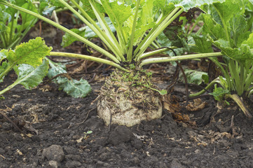 Sugar beet root crop in the ground ready for harvesting, selective focus