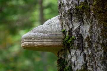 mushroom