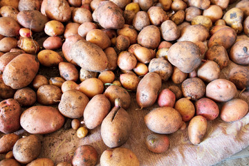 Potato harvest in the cellar as a background