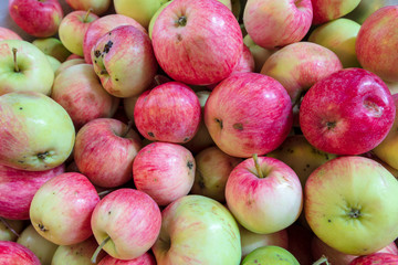 Harvest of apples from the garden as a background
