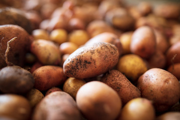 Potato harvest in the cellar as a background