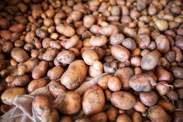 Potato harvest in the cellar as a background