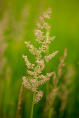 Branch with seeds on grass in nature