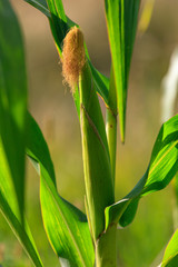 Corn on a plant in the garden