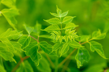 Fototapeta na wymiar Green leaves on a tree as a background