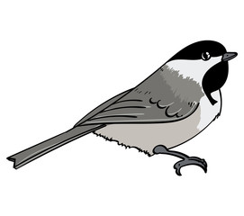 Chickadee