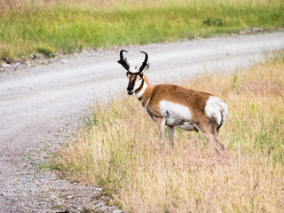 American pronghorn antelope crossing the road in National Bison Range, a wildlife refuge in Montana, USA