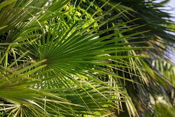 Fototapeta na wymiar Palm trees in a park