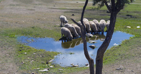 Obraz premium mountains, sheep, clear water, blue, green, pastures, Kyrgyzstan