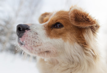 Portrait of dog on snow in winter