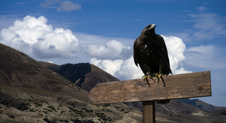 sky, eagle, hunters, blue, clouds, pointer, hunting season