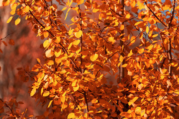 Red leaves on birch trees in autumn