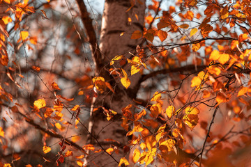 Birches in the forest in autumn as a background