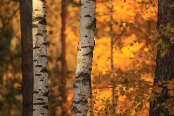 Birches in the forest in autumn as a background