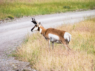American pronghorn antelope crossing the road in National Bison Range, a wildlife refuge in Montana, USA