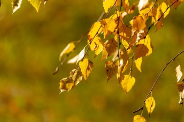 Leaves on a tree in autumn as a background