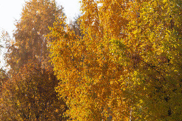 Birches in the forest in autumn as a background
