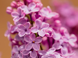 Flowers on a branch of lilac in nature