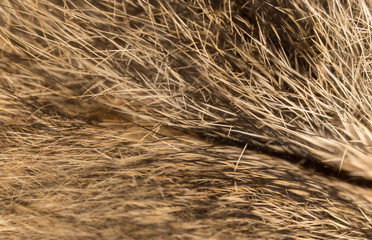 Wool on a cat as a background